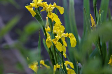 Su zambağı ve yeşillik yakından görülüyor.