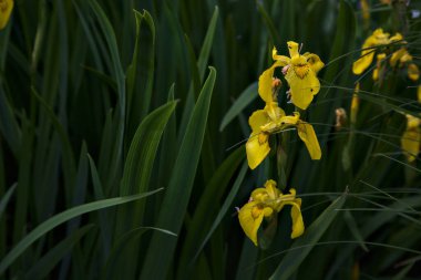 Su zambağı ve yeşillik yakından görülüyor.