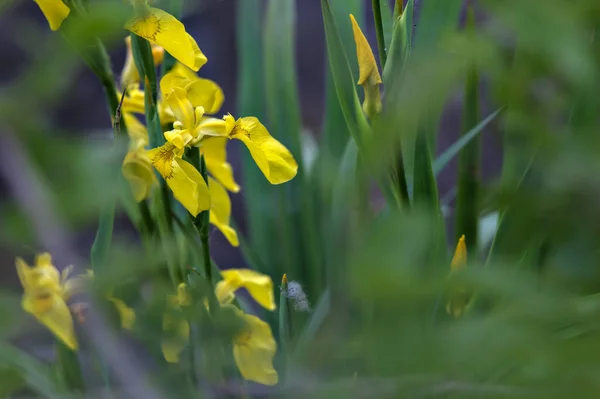 Iris Agua Con Follaje Visto Cerca —  Fotos de Stock