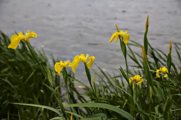 Iris Eau Avec Feuillage Courbé Par Vent Sur Fond Lumineux — Photo