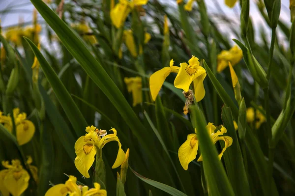 Iris Agua Con Follaje Visto Cerca —  Fotos de Stock