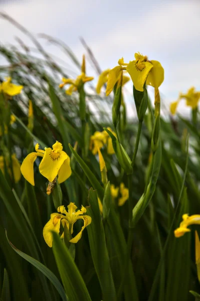 Rüzgârın Estirdiği Parlak Arka Plandaki Yapraklarla Sulu Iris — Stok fotoğraf