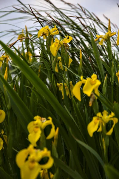 Rüzgârın Estirdiği Parlak Arka Plandaki Yapraklarla Sulu Iris — Stok fotoğraf