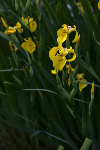 Iris Agua Con Follaje Visto Cerca — Foto de Stock