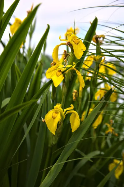 Iris Dell Acqua Con Fogliame Piegato Dal Vento Uno Sfondo — Foto Stock