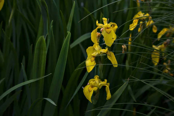 Iris Agua Con Follaje Visto Cerca —  Fotos de Stock