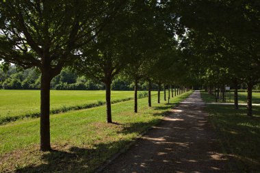 Ağaçlarla çevrili bir parkta, gölgeli bir yol.
