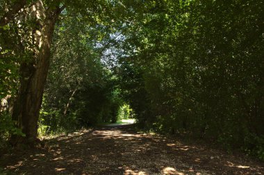 Güneşli bir günde, İtalya kırsalındaki bir parkta gölgeli bir patika.