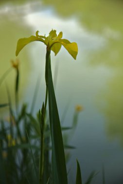 Arkaplan gibi gölü olan su irisi yakından görülüyor.