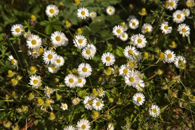 Yakından görülen bir yolun kenarında bir grup papatya.