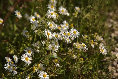 Yakından görülen bir yolun kenarında bir grup papatya.
