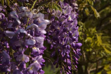 Çiçek açmış salkımlar yakından görülüyor.