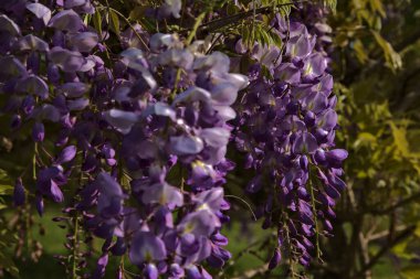 Çiçek açmış salkımlar yakından görülüyor.
