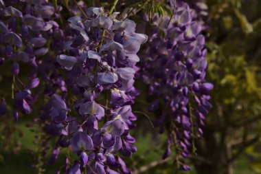 Çiçek açmış salkımlar yakından görülüyor.