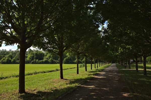 Pad Een Park Omzoomd Door Bomen Met Schaduw Die Door — Stockfoto