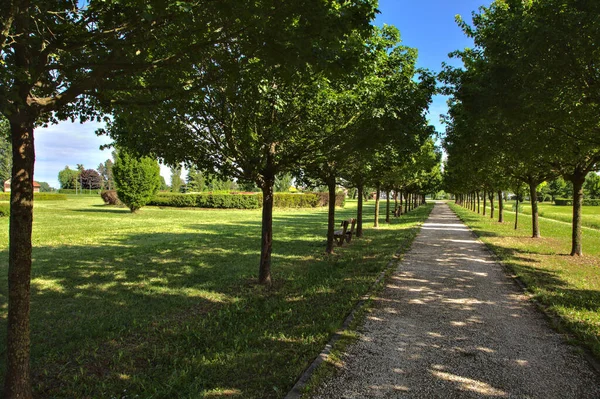 Path Park Bordered Trees Shade Casted Them — Stock Photo, Image