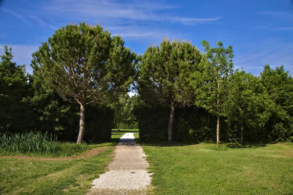 이탈리아의 지역에 공원에 개의해 소나무로 특징을 이루는 탁트인 공간으로 인도하는 — 스톡 사진