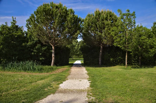 Sentiero Che Conduce Uno Spazio Aperto Segnato Due Pini Marittimi — Foto Stock