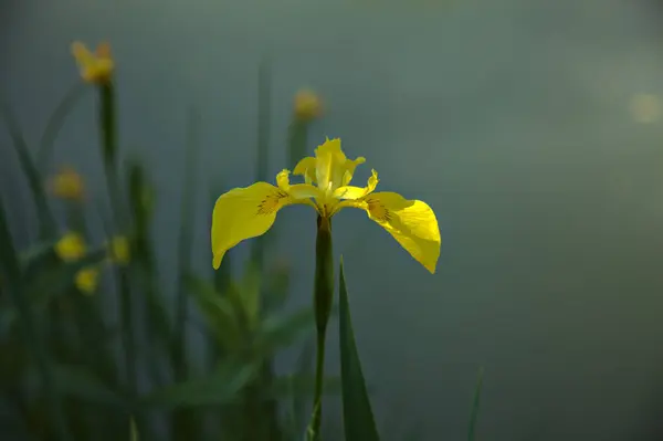 Iris Agua Con Estanque Como Telón Fondo Visto Cerca —  Fotos de Stock