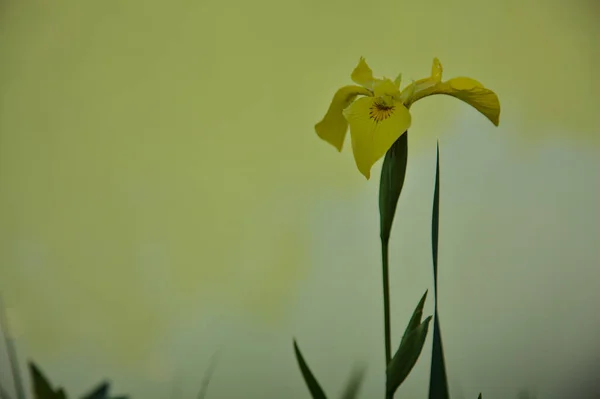 池を背景にした花菖蒲が間近に見られる — ストック写真