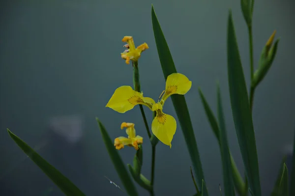 Vodní Duhovka Rybníkem Jako Pozadí Zblízka — Stock fotografie