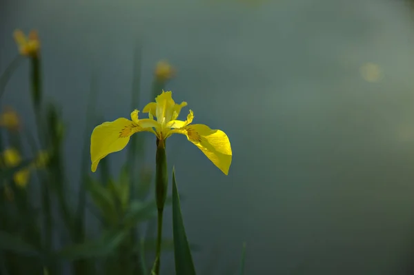 Iris Agua Con Estanque Como Telón Fondo Visto Cerca —  Fotos de Stock