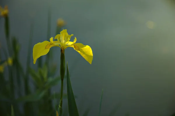 Iris Agua Con Estanque Como Telón Fondo Visto Cerca — Foto de Stock