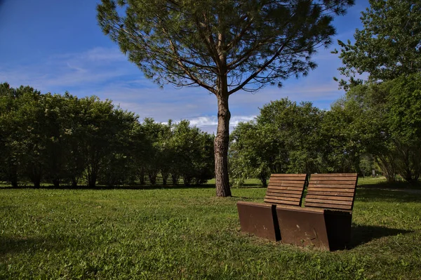 イタリアの田舎の公園にある海の松の下のベンチ — ストック写真