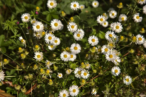 Yakından görülen bir yolun kenarında bir grup papatya.