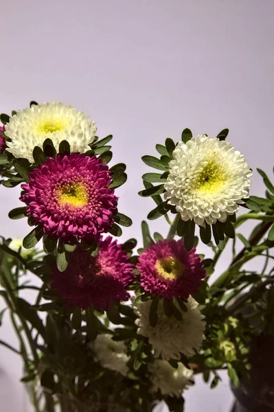 Bouquet White Pink Asters White Backdrop — Stock Photo, Image