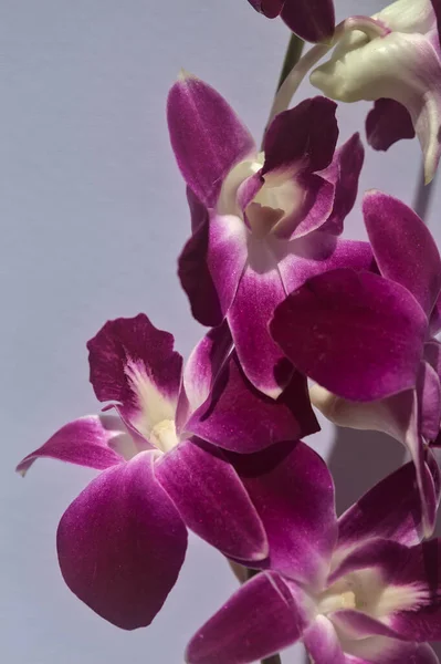 Ramo Roxo Orquídea Dendrobium Visto Acima Perto Fundo Branco — Fotografia de Stock