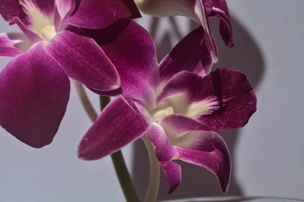 Purple Dendrobium Orchid Branch Seen Close White Backdrop — Stock Photo, Image