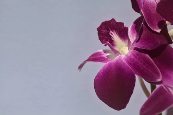 Purple Dendrobium Orchid Branch Seen Close White Backdrop — Stock Photo, Image