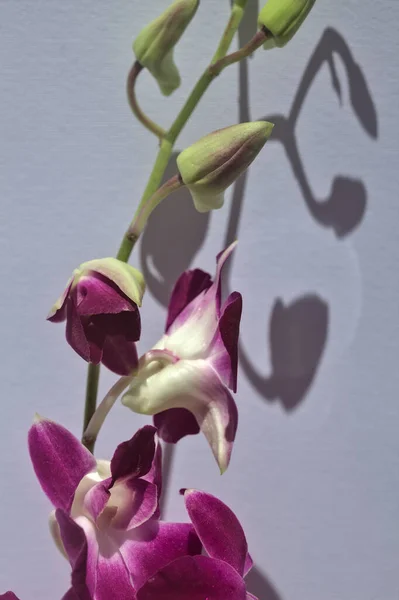 Ramo Roxo Orquídea Dendrobium Visto Acima Perto Fundo Branco — Fotografia de Stock