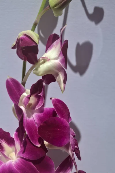 Purple Dendrobium Orchid Branch Seen Close White Backdrop — Stock Photo, Image