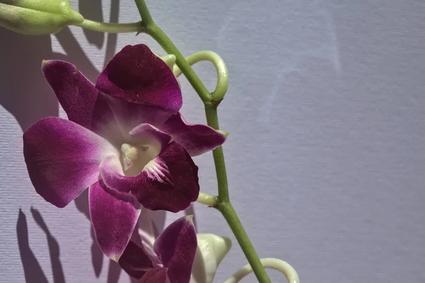 Ramo Viola Del Orchid Del Dendrobium Visto Vicino Uno Sfondo — Foto Stock