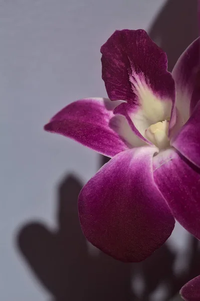 Ramo Roxo Orquídea Dendrobium Visto Acima Perto Fundo Branco — Fotografia de Stock