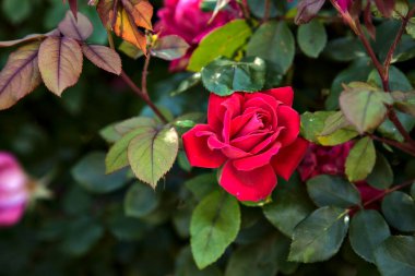 Çalılıklarda kırmızı güller... Yakından bakınca...