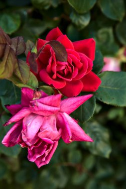 Çalılıklarda kırmızı güller... Yakından bakınca...