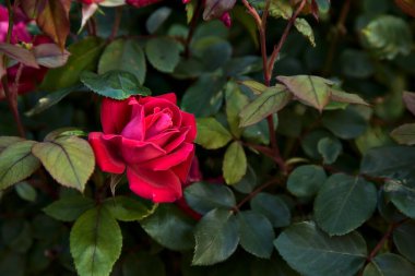 Çalılıklarda kırmızı güller... Yakından bakınca...