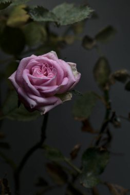 Pnk minyatür gül ve yeşillik yakından görülüyor.