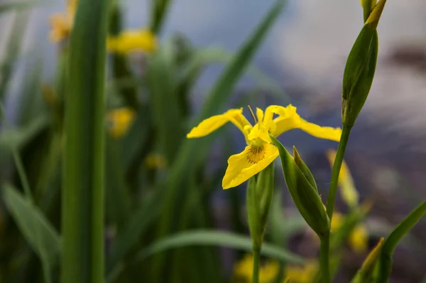 Water Iris Bij Oever Van Een Rivier Van Dichtbij Gezien — Stockfoto