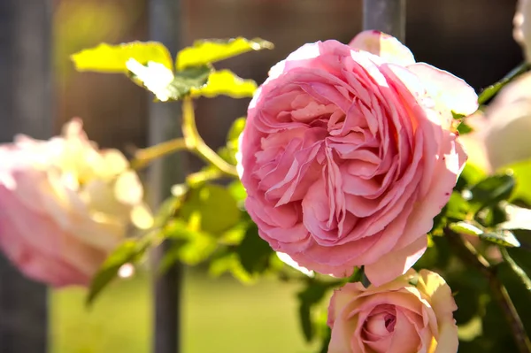 Ροζ Παλιό Τριαντάφυλλο Ακουμπισμένο Ένα Φράχτη Και Φωτισμένο Από Τον — Φωτογραφία Αρχείου