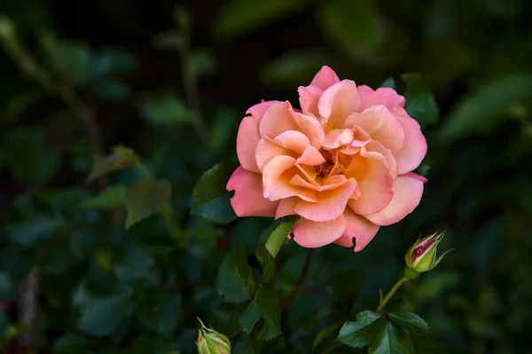 粉色和橙色的玫瑰出现在近旁的灌木丛中 — 图库照片