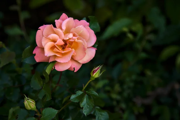 近くで見た茂みの中でピンクとオレンジのバラ — ストック写真