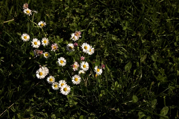 草丛中的雏菊 近在咫尺 — 图库照片
