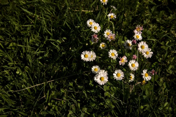 Groep Madeliefjes Het Gras Van Dichtbij Gezien — Stockfoto