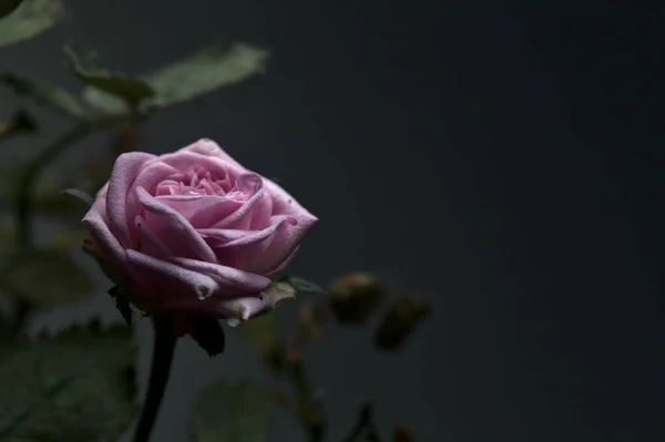 Миниатюрная Роза Pnk Листвой Видимой Близко — стоковое фото