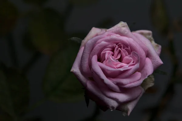 Rose Miniature Pnk Avec Feuillage Près — Photo