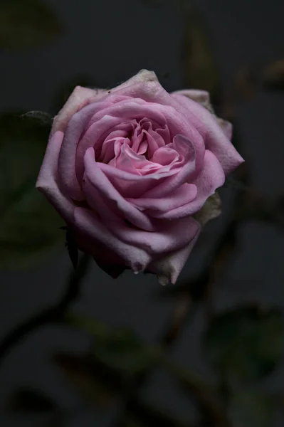 Pnk Μινιατούρα Τριαντάφυλλο Φύλλωμα Δει Από Κοντά — Φωτογραφία Αρχείου